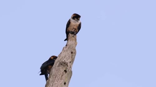 Two Birds of Prey Perched on a Tree