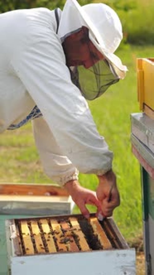 Beekeeper Inspecting a Frame of Bees in Field