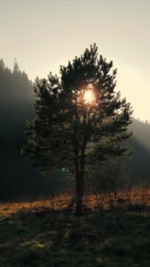 Arbre solitaire dans une prairie ensoleillée avec des collines boisées spectaculaires au lever du soleil Arbre dans une prairie ensoleillée à