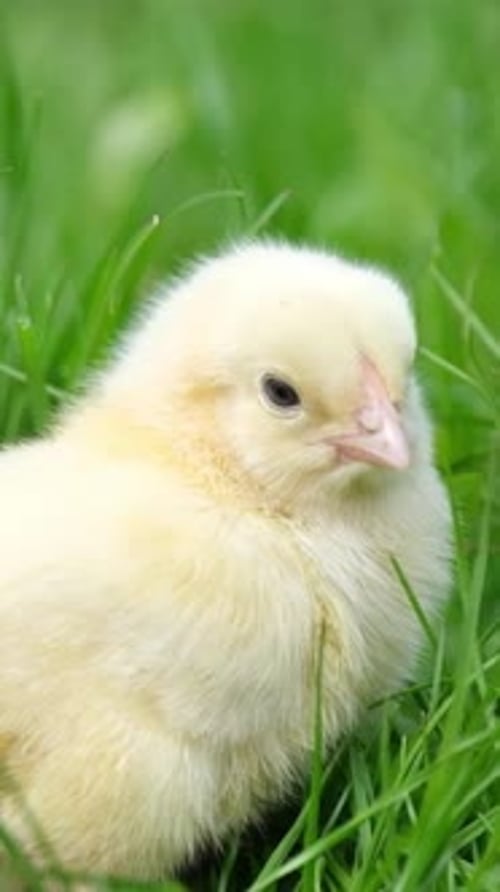 Adorable Little Yellow Chick Resting in Grass