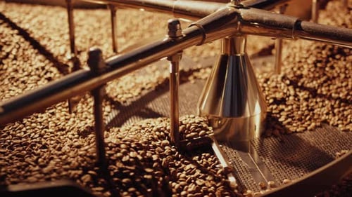 Coffee beans cooling down on a rotating cooling plate