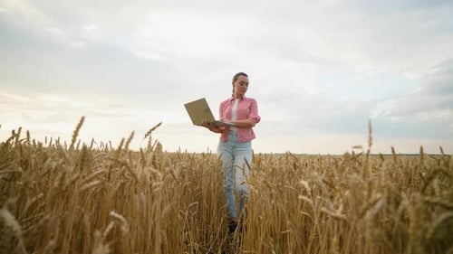 Woman Using Laptop in Wheat Field, Agriculture Concept