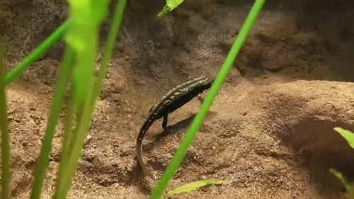 Salamander Resting on Rock Surrounded by Aquatic Plants