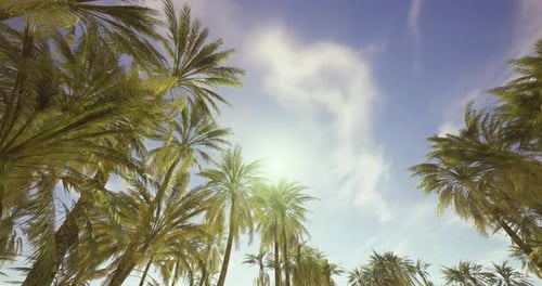 Tropical Palm Trees Swaying Under Sunny Blue Sky