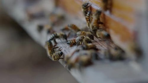 Honey Bee, 4K Shot