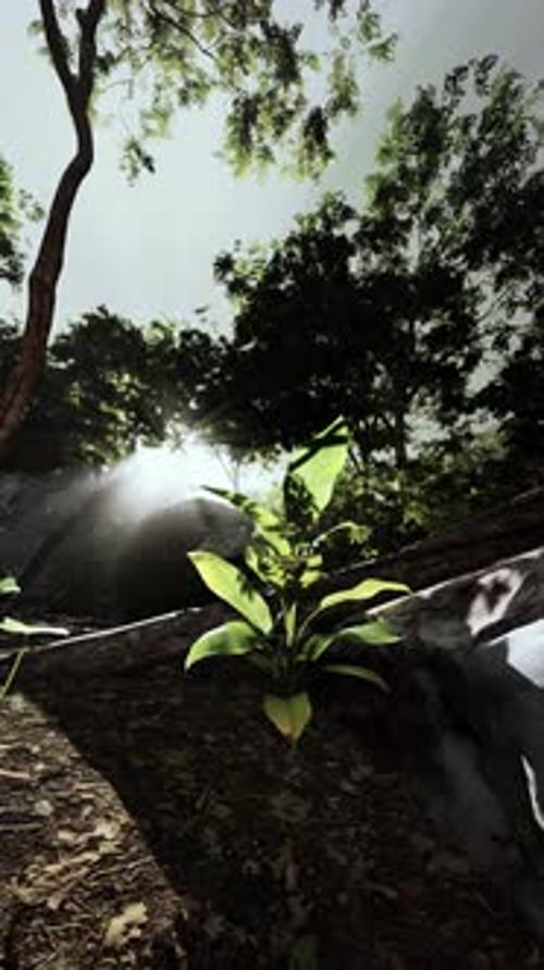 Sunlight Filters Through Trees in Forest