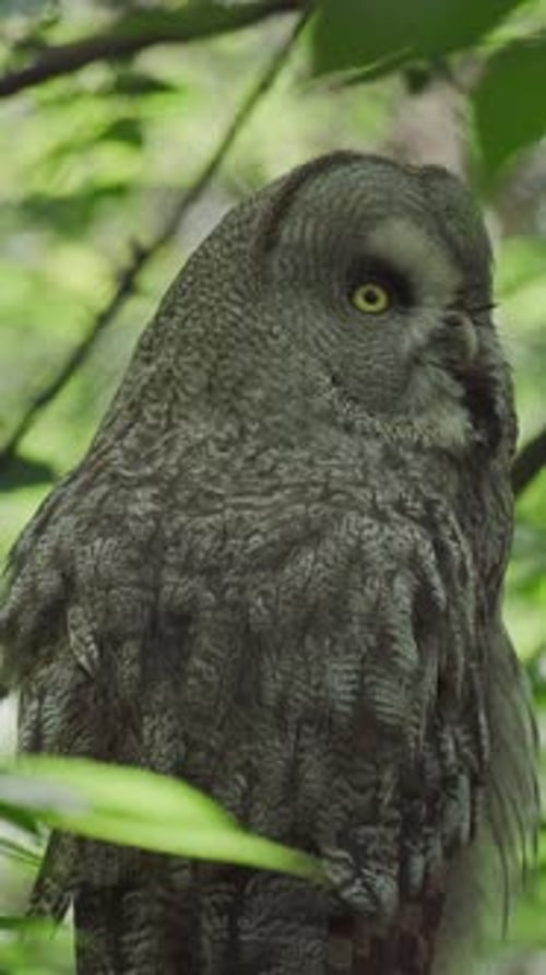 Magnificent Great Gray Owl Perched in Forest
