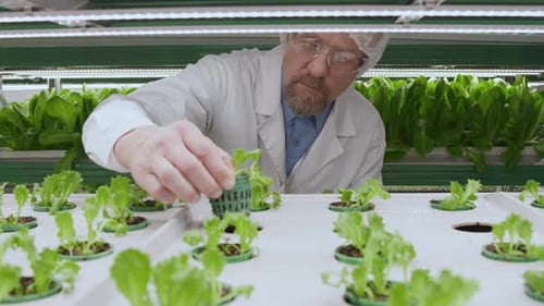 Senior Male Lab Worker Putting Plug Plants on Vertical Stand