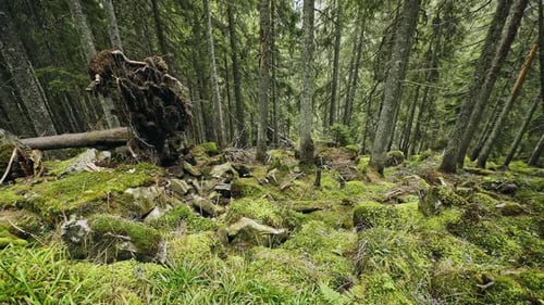 Mossy Undergrowth in Mountain Forest