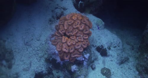 Lobophyllia Candy Corals in the Red Sea Reef