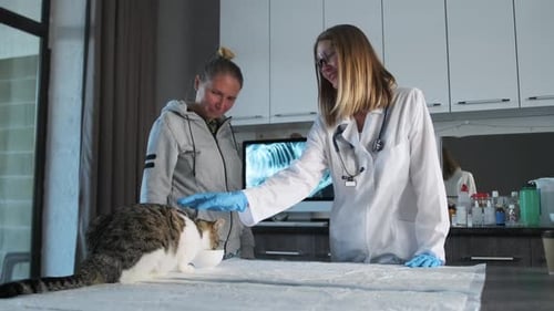 25vet83the owner of a pet with a cat is examined by a veterinarian at a veterinary hospital