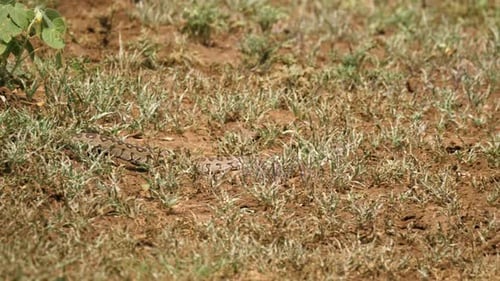 Una joven serpiente pitón se desliza por la hierba corta y fangosa bajo el calor africano