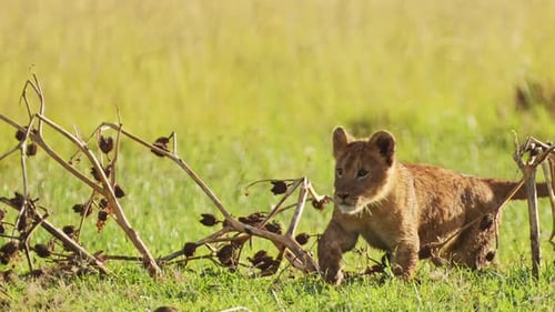 Zeitlupenaufnahme einer Nahaufnahme eines jungen Löwenbabys, das alleine spielt, afrikanische Wildtiere in Maasai M