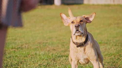 Dog Barking and Wag the Tail Cute Dog on a Green Grass