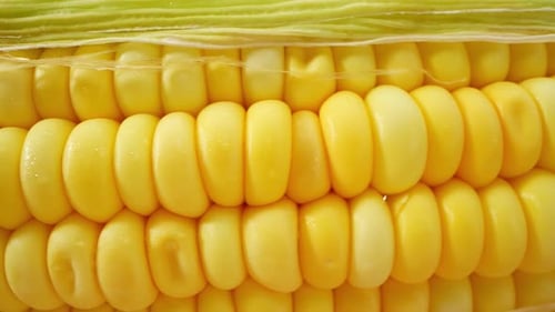 Macro video of sweetcorn showcases its golden kernels in intricate detail