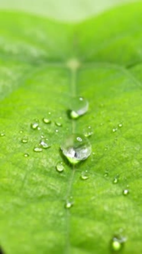 Liquid bubble details, slow motion view, leafy surface texture