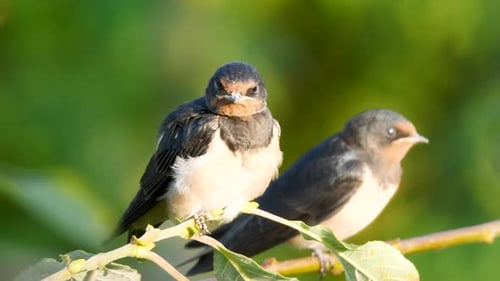 Adorable Swallows Preening on a Branch in Nature