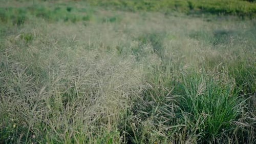 Lush field of wild grasses swaying gently in the breeze, capturing natural beauty and tranquility