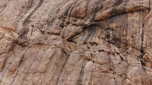 Small Herd of Alpine Ibex Navigating Treacherous Rocky Mountainside Blending Brown Coats with Rugged