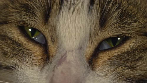 Cat Eye Macro 4K