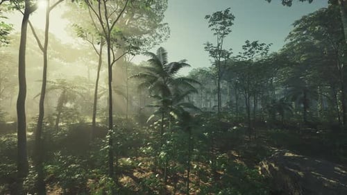Palm Trees in Bright Sunlight in a Palm Grove