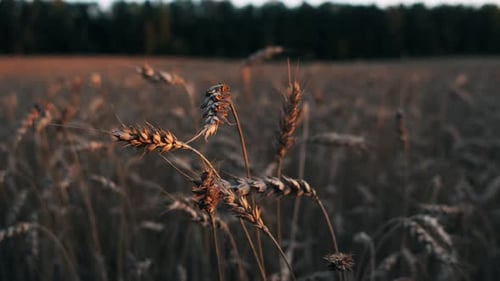 Spikelets of Wheat Close Up Wheat Field Agricultural Business Concept