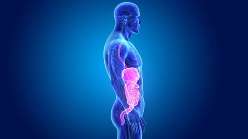 3D Human Digestive System Anatomy Rotation Medical Animation