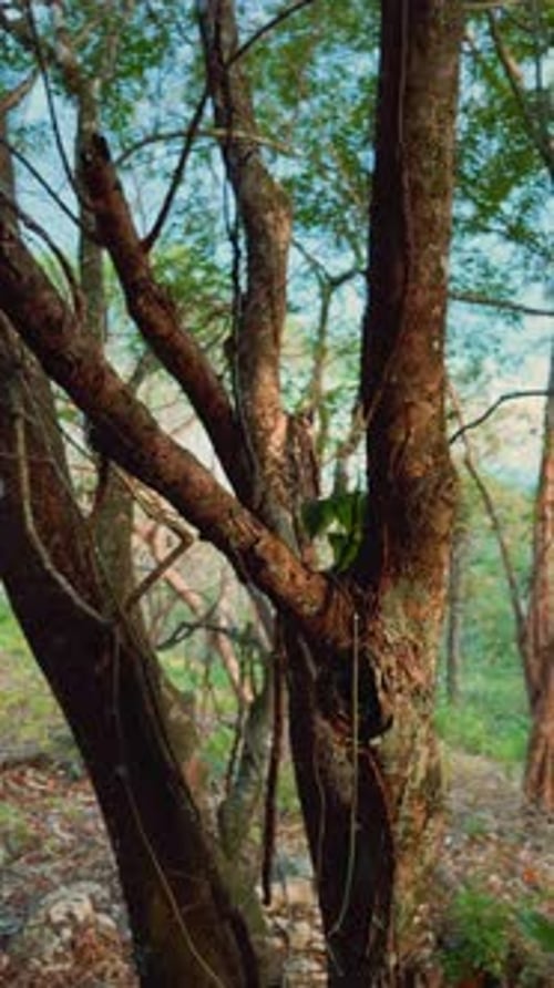 Tree in Forest with Intertwined Branches, Hollow Trunk
