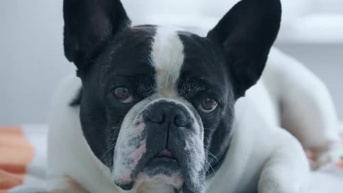 French Bulldog Resting, Close Up of Dog