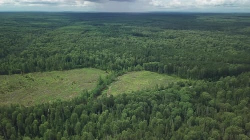 Entwaldung. Luftbild des grünen Mischwaldes mit Entwaldungsgebieten