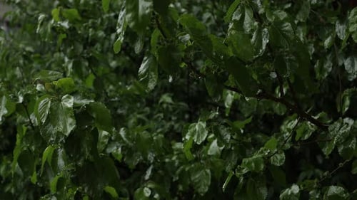 Nahaufnahme eines Kirschbaums während eines Regensturms. Regen fällt auf die üppigen grünen Blätter des Baumes. Wind ist
