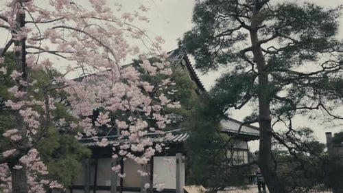 Pink Cherry Blossoms And Pine Tree Outside Buddhist Temple In Kyoto, Japan. wide shot