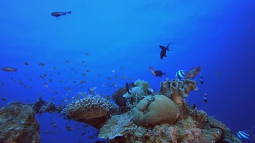 Reef Coral Garden Underwater Life