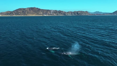 Aerial view approaching whales on the coastline of Baja California, Mexico