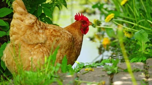 Chickens Foraging Freely in Farmyard with Green Surroundings