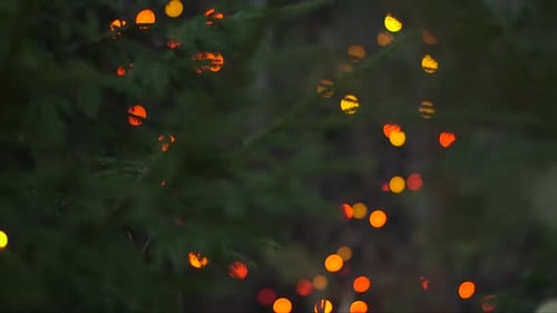 string of Christmas lights in the forest, out of focus in the spruce branches