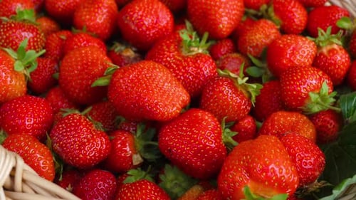 Selected Ripe Garden Strawberries