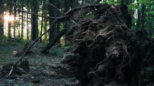 Roots of Fallen Trees in the Forest After a Storm