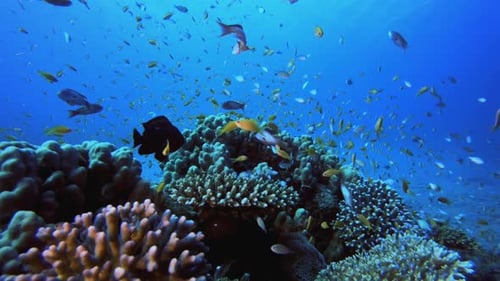 Underwater Beautiful Scene
