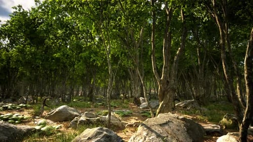 Roots of a Tree in a Misty Forest
