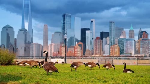 Duck grazing in the green grass at the quay of Jersey City.