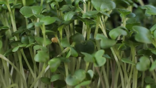 Fresh Green Sprouts Growing Close Up