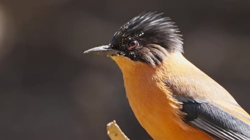 Rufous Treepie Bird Perched on Branch Close Up
