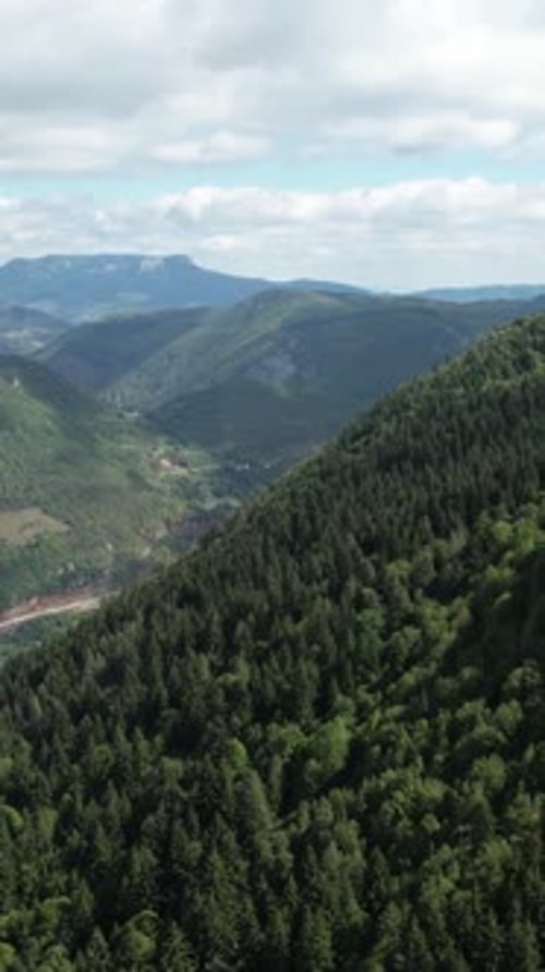Forest Mountain Landscape