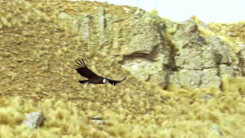 View of an Andean Condor flying over the mountains of Merlo, San Luis, Argentina. Comechingones moun
