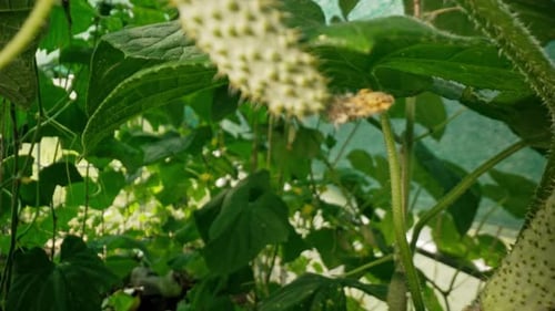 Cultivated Cucumber Plants Growing on Branch in Greenhouse Interior Harvest