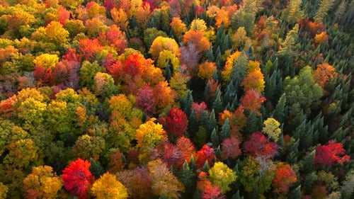 Dynamische Weitwinkelaufnahme schöner Herbstbäume aus der Vogelperspektive an einem kühlen, hellen, sonnigen Tag