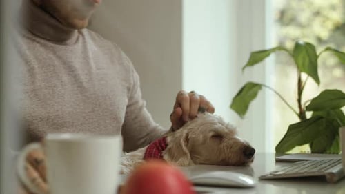 Young Businessman with Dog Sitting at the Desk Indoors in Office, Midsection
