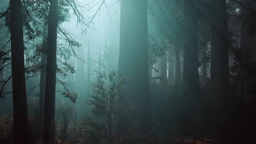 Sequoia Forest Overwhelmed By Towering Trees Dark Forest