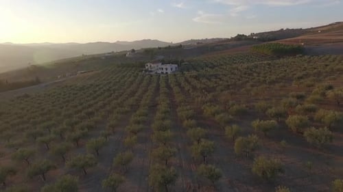 Drone flying toward a remote farmhouse surrounded by olive groves in Sicily, Italy, golden hour